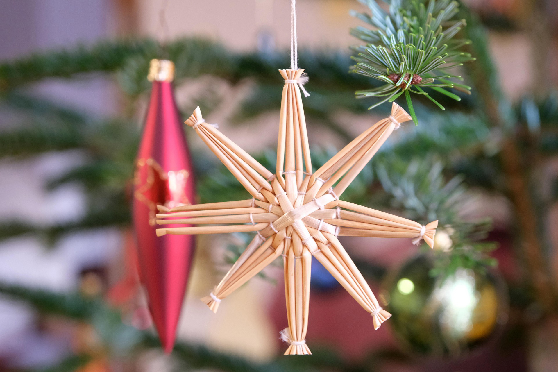 Noël s’invite dans la forêt