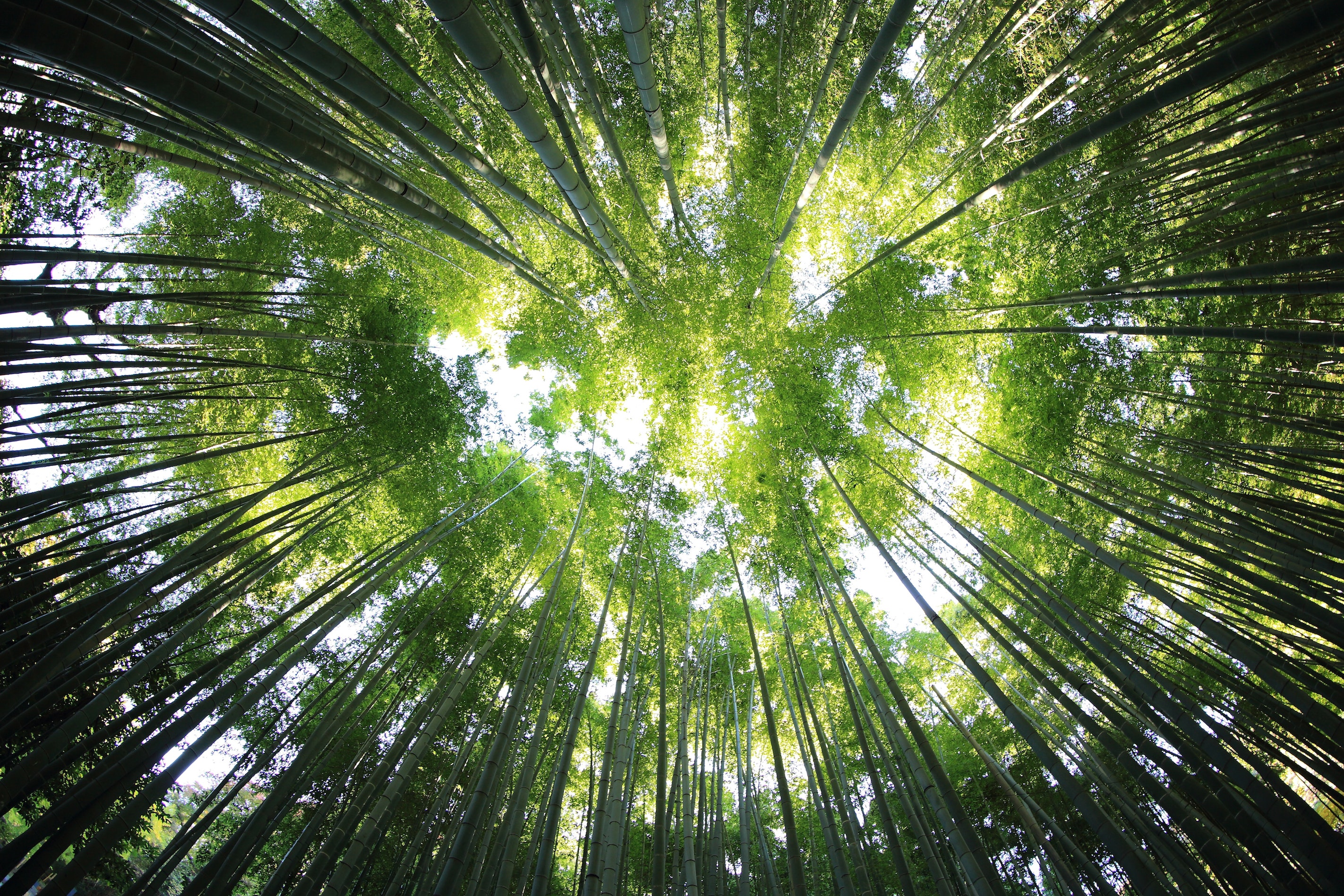 Les arbres et nous