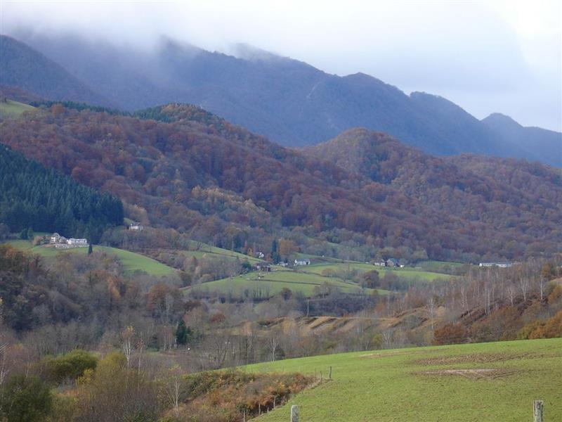 Les chênes  