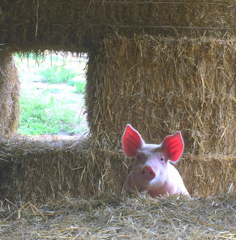 Ferme des Charmes - photo 3