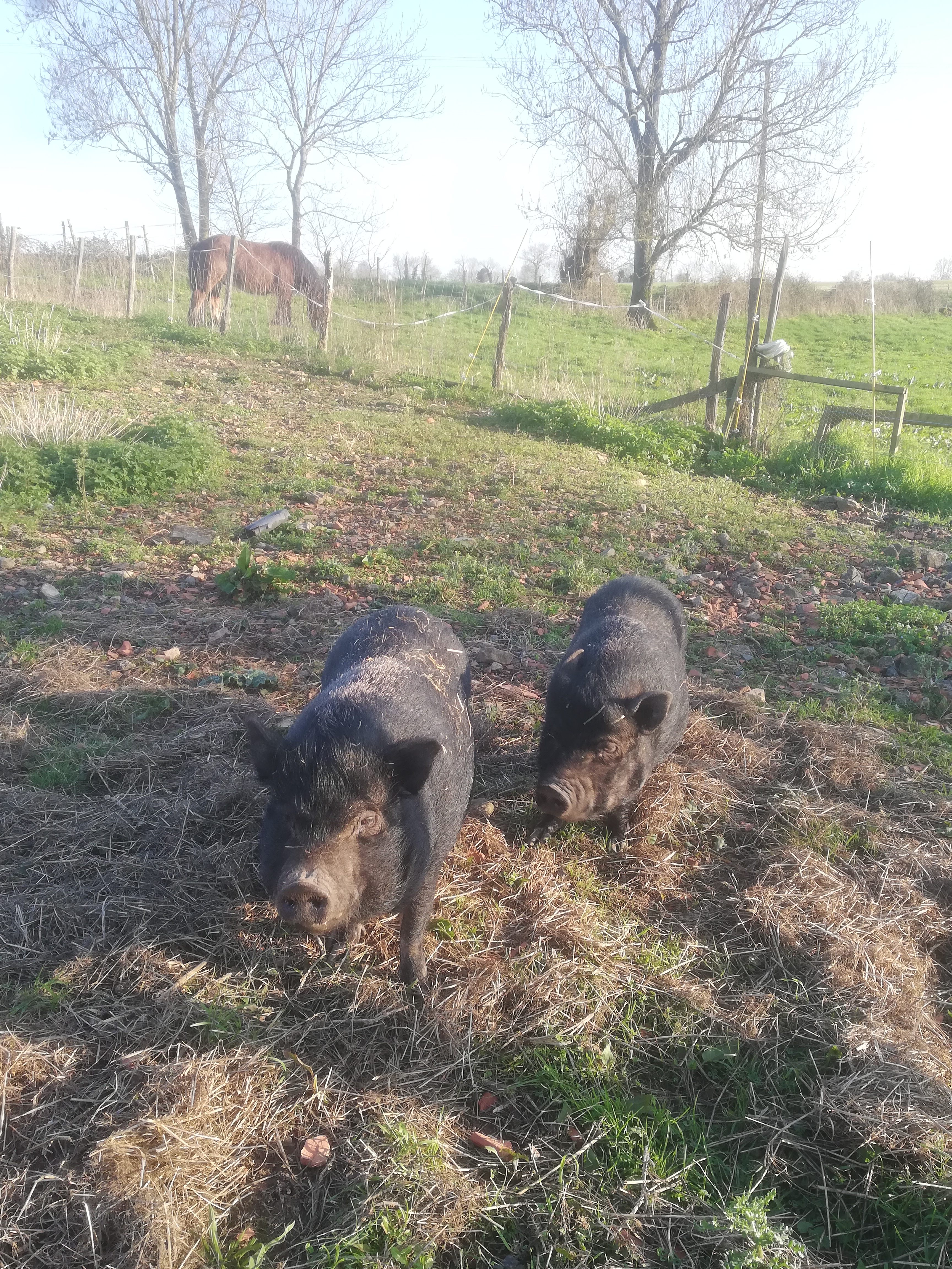 Les Traits en Gâtine - Balade en calèche et matinée avec les animaux, Xaintray - photo 3