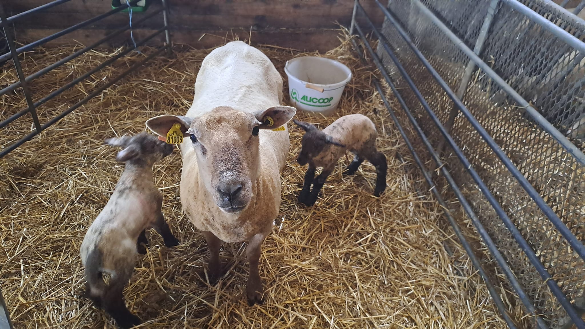 Cocottes et Compagnies de la Forêt
