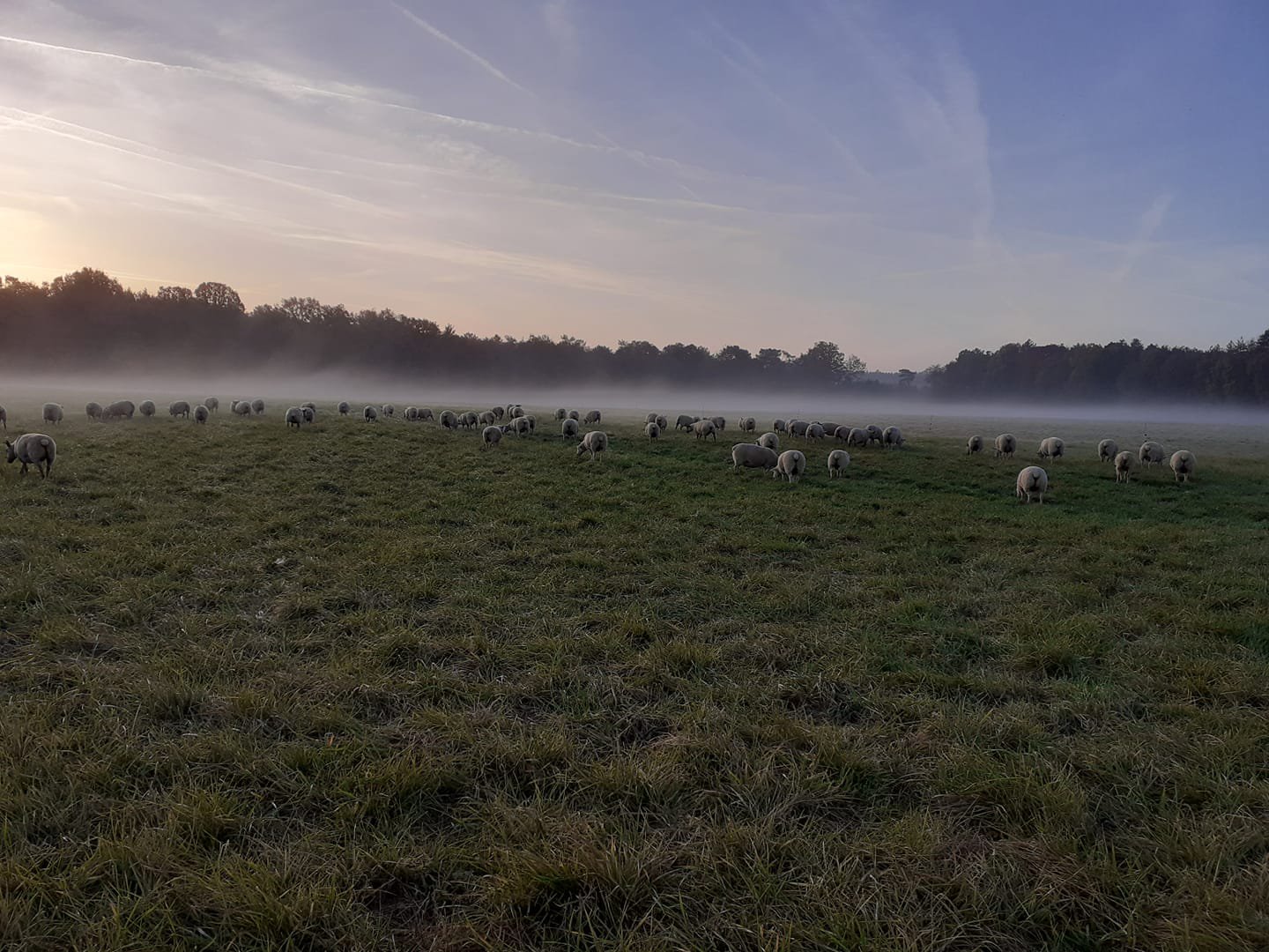 Cocottes et Compagnies de la Forêt