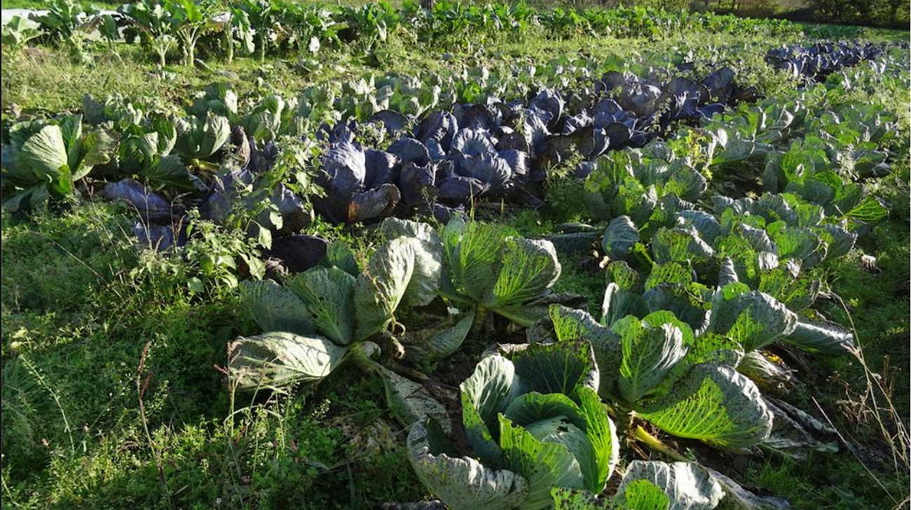 GAEC "Légumes and co"