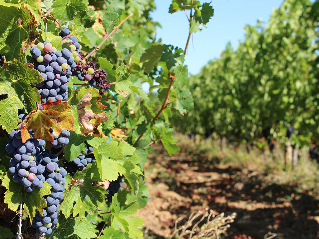 Boucle de Campna - Conne de Labarde, Conne-de-Labarde - photo 2