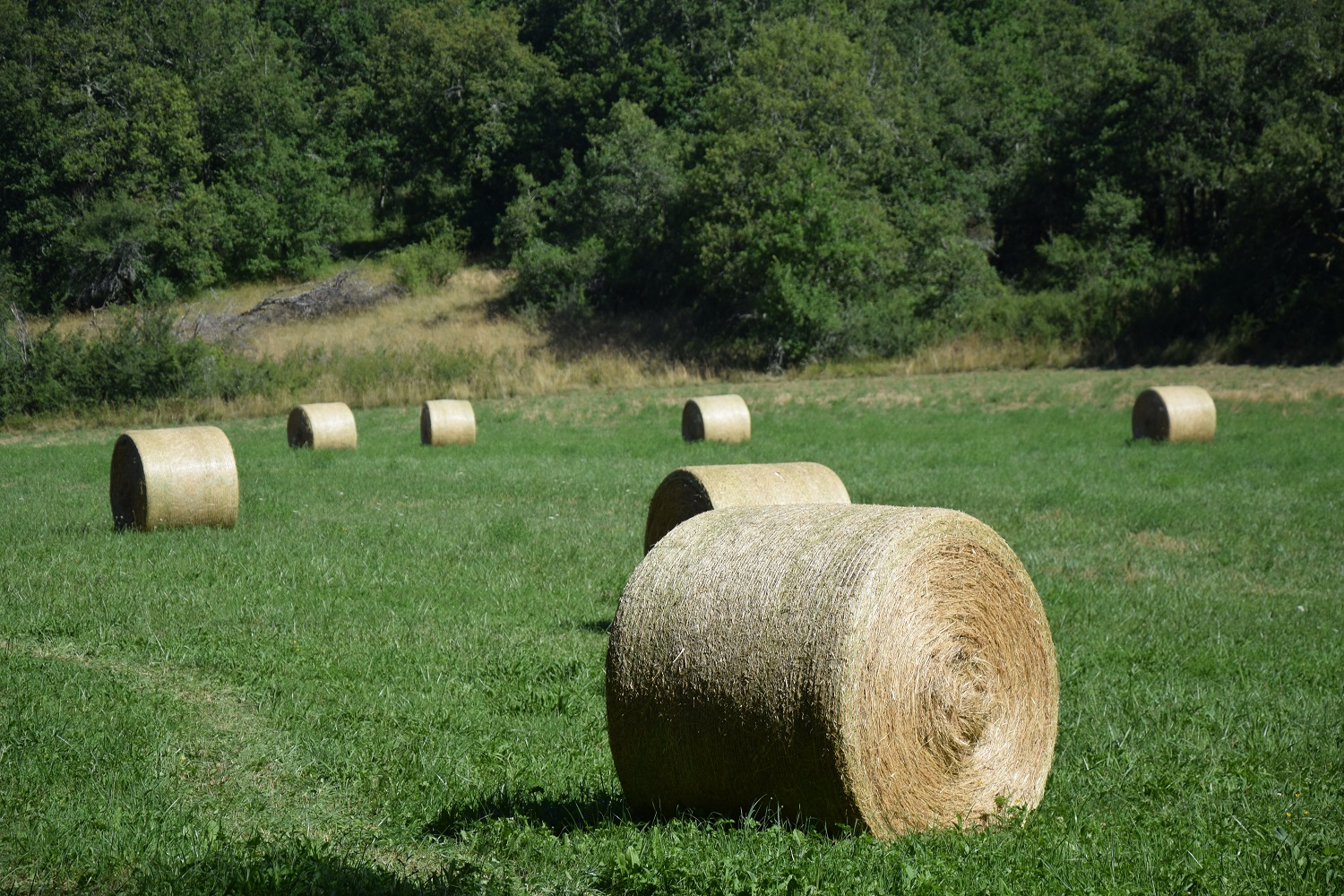 Boucle de Fontarnaud, Corgnac-sur-l'Isle - photo 3