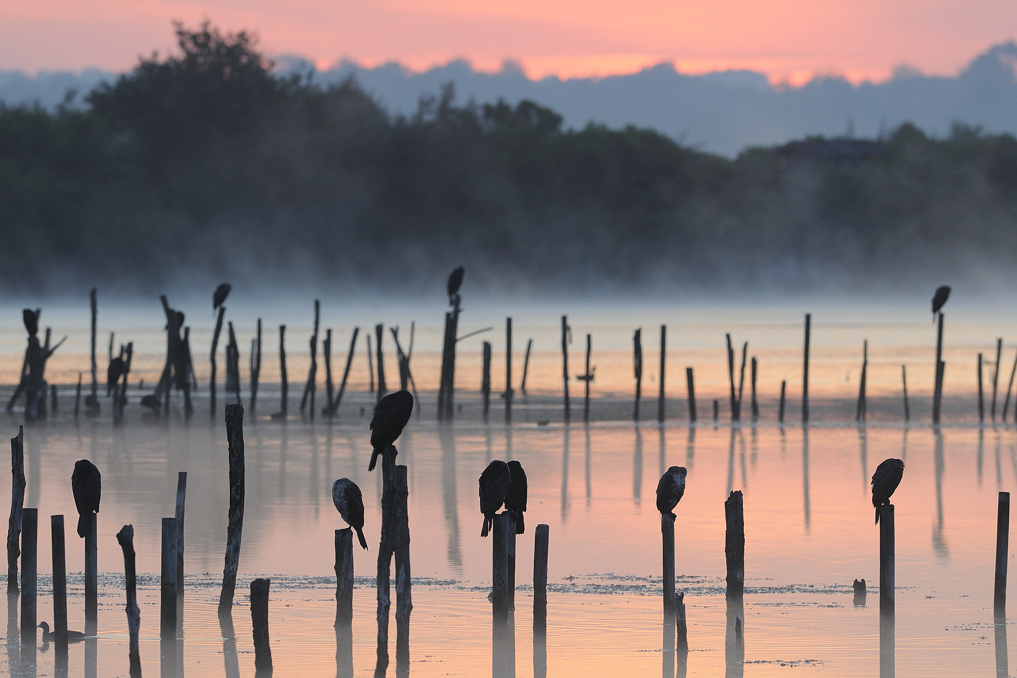 Balade au lever du jour dans la Réserve Ornithologique du Teich - photo 2