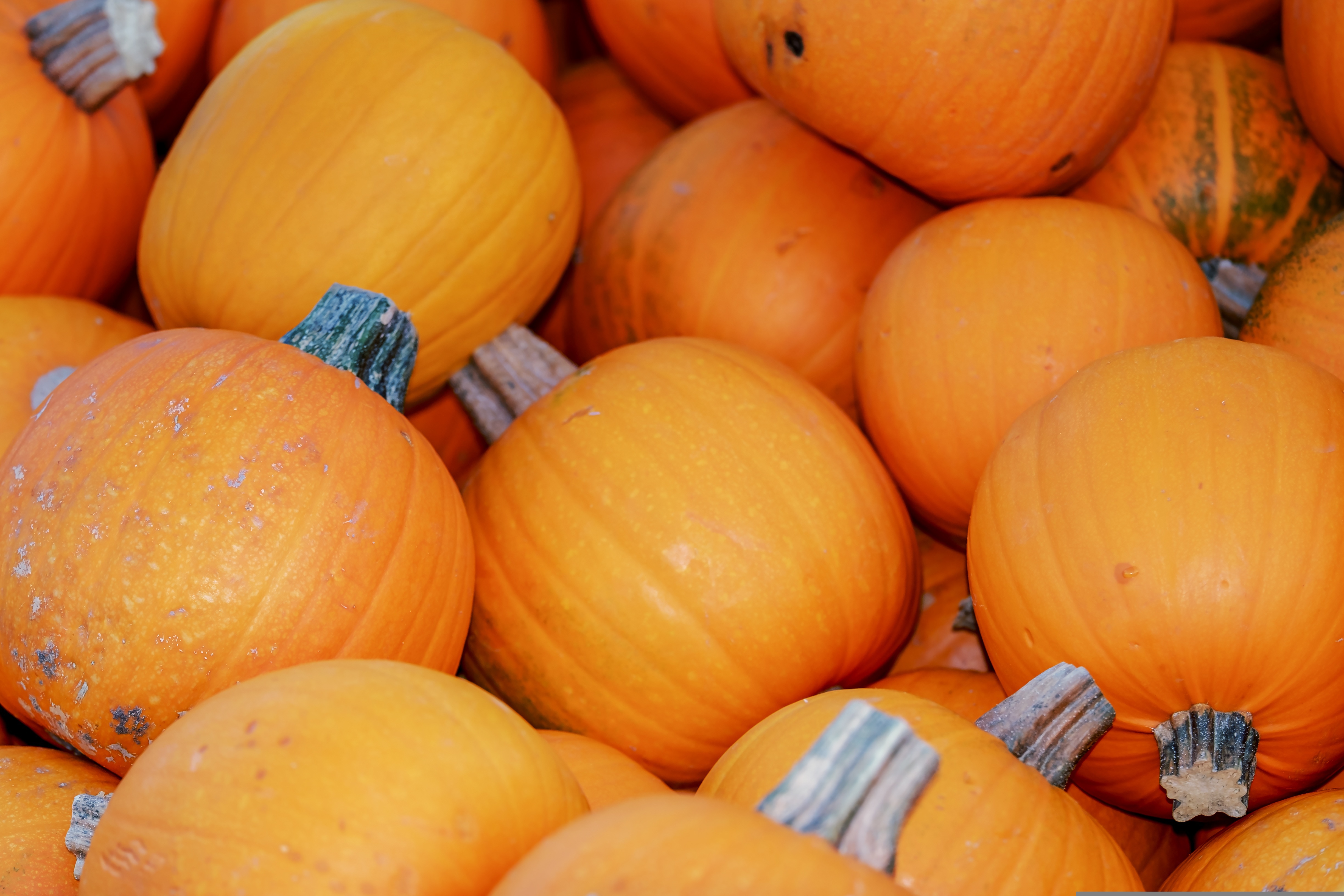 Atelier cuisine de pâtes à tartiner de courges