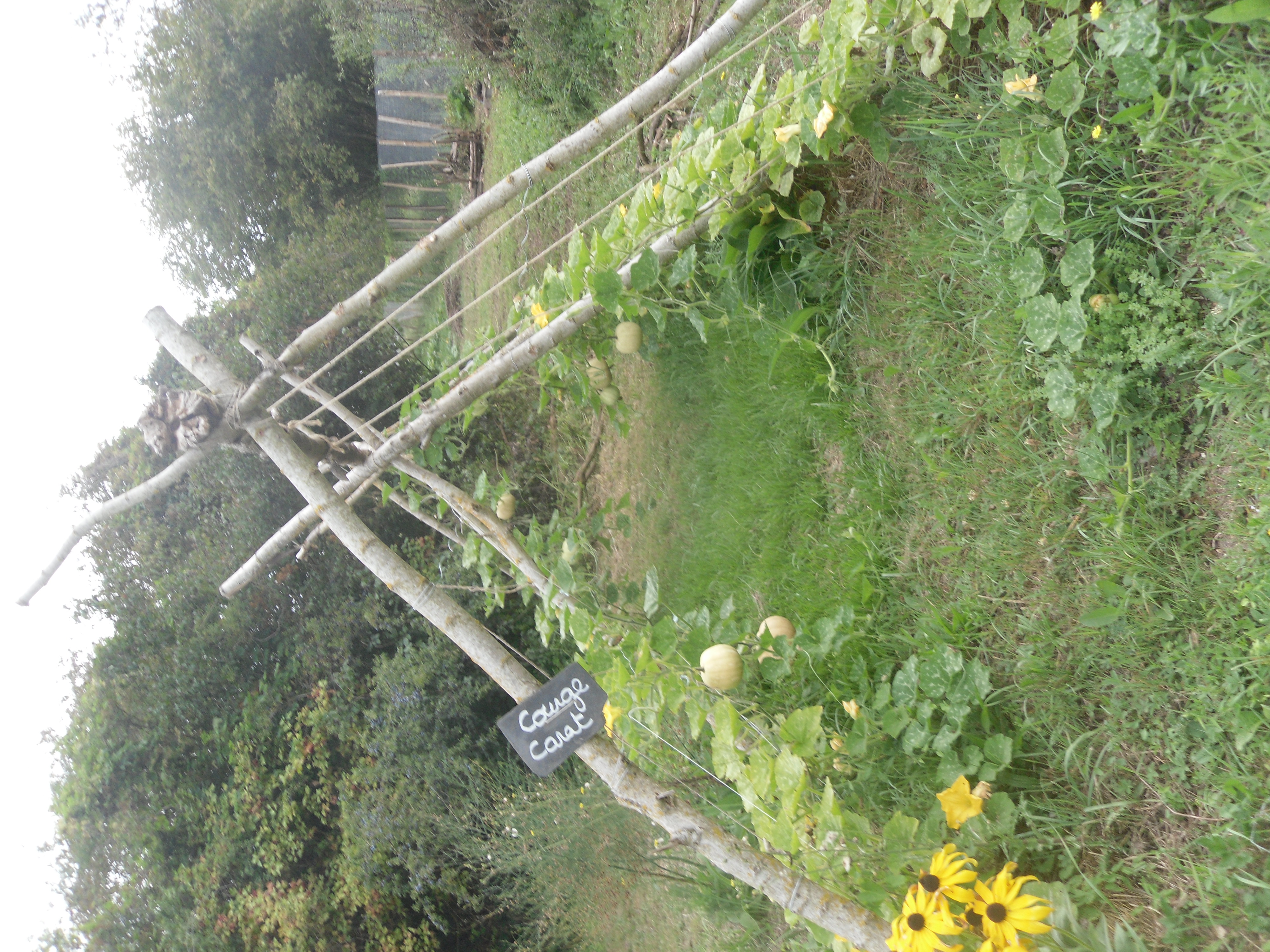 Graines d'Olive — photo 2