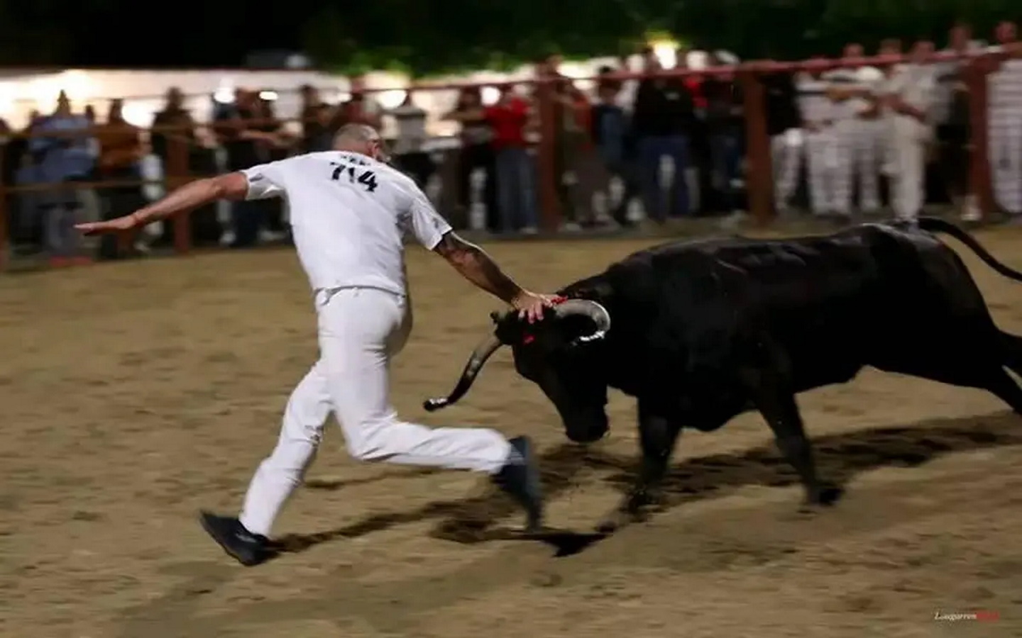 Course de vaches