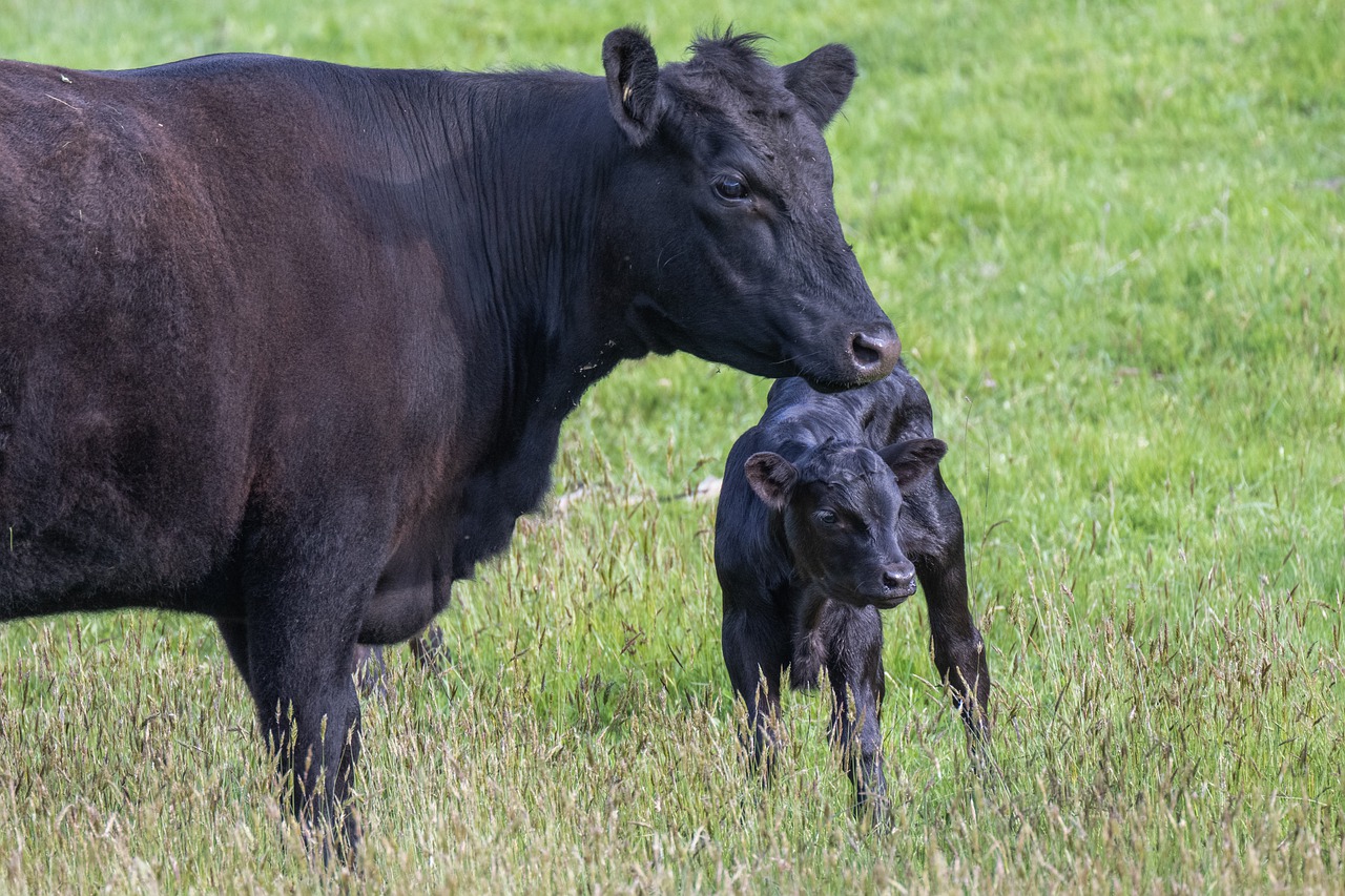 L'Angus Vallois Elevage