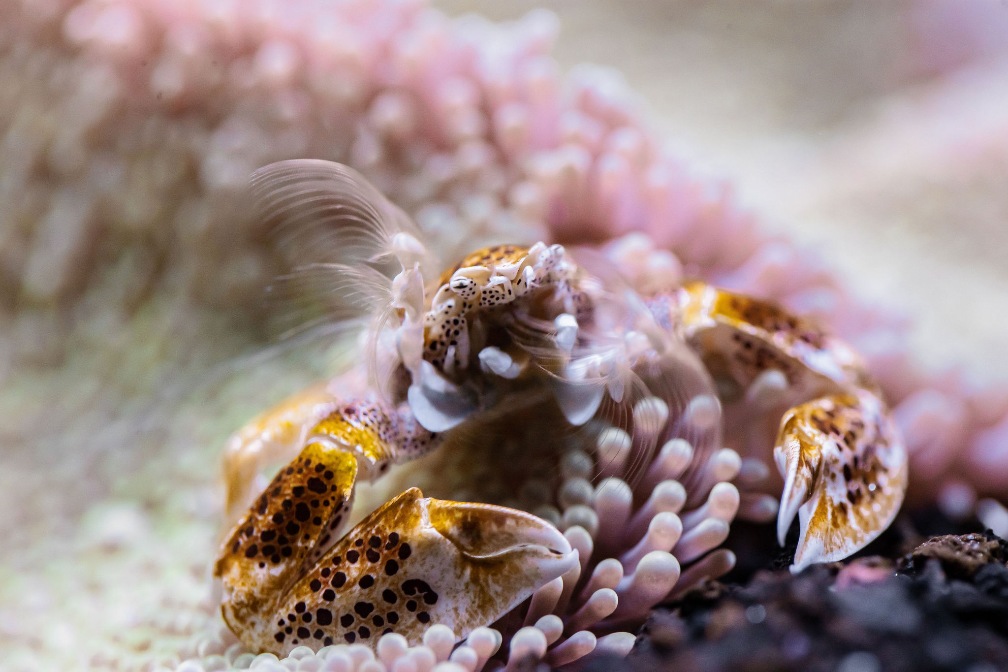 Aquarium de Biarritz - photo 4
