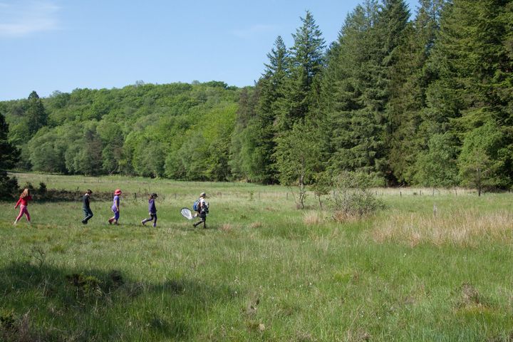 Tourbière des Dauges : promenons-nous dans les bois