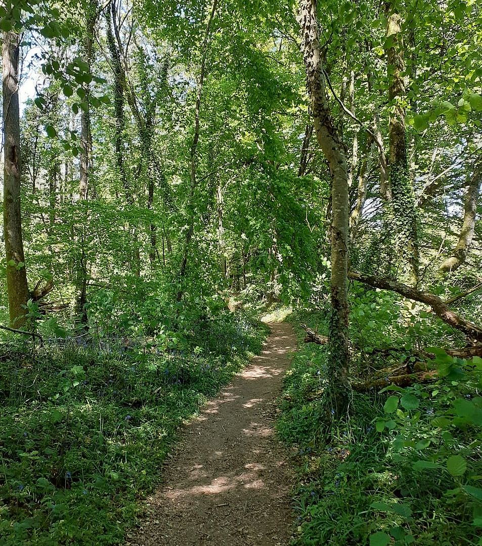Forêt domaniale de Secondigny, Secondigny - photo 5
