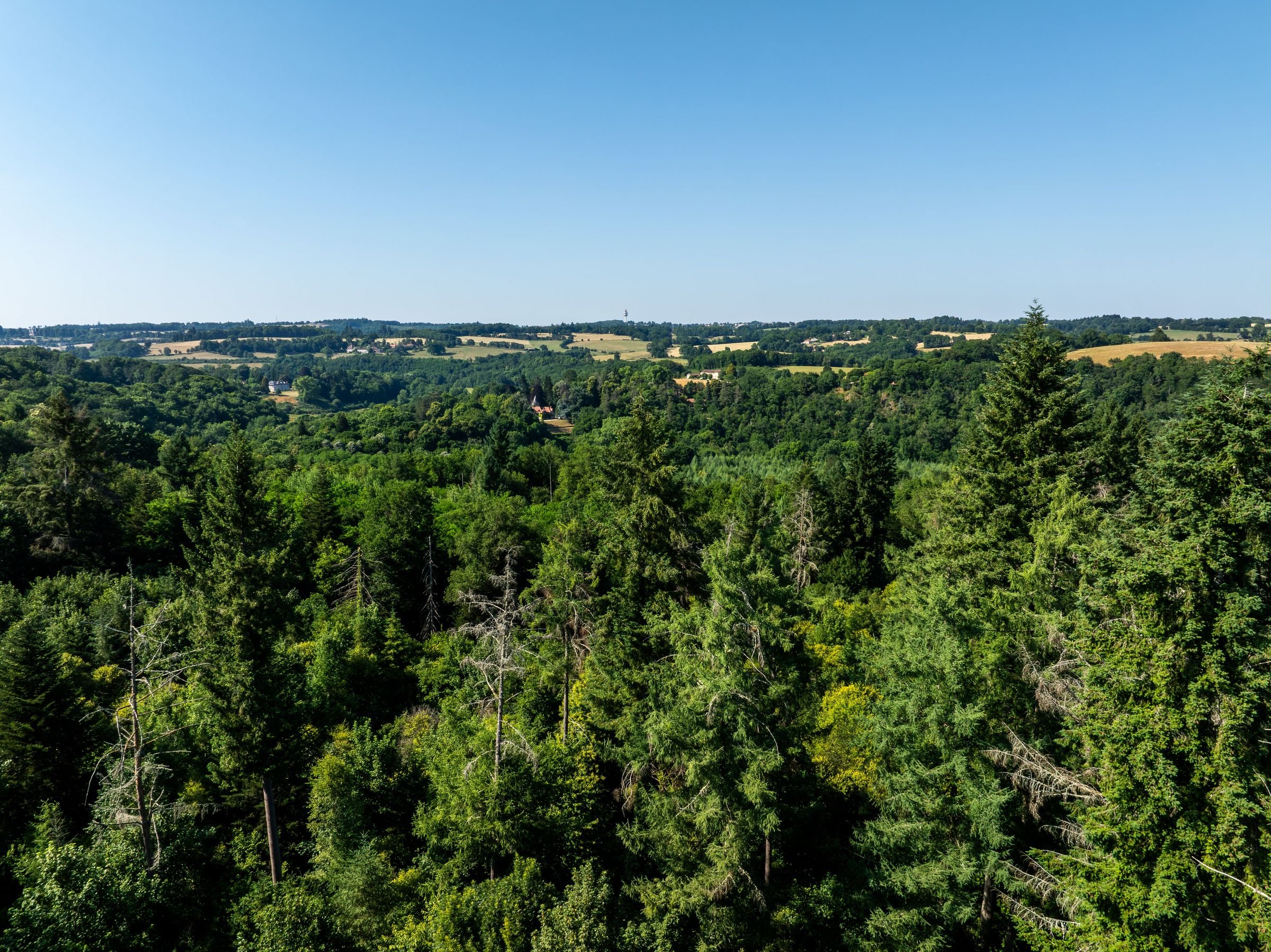 La forêt de Ligoure, Saint-Jean-Ligoure
