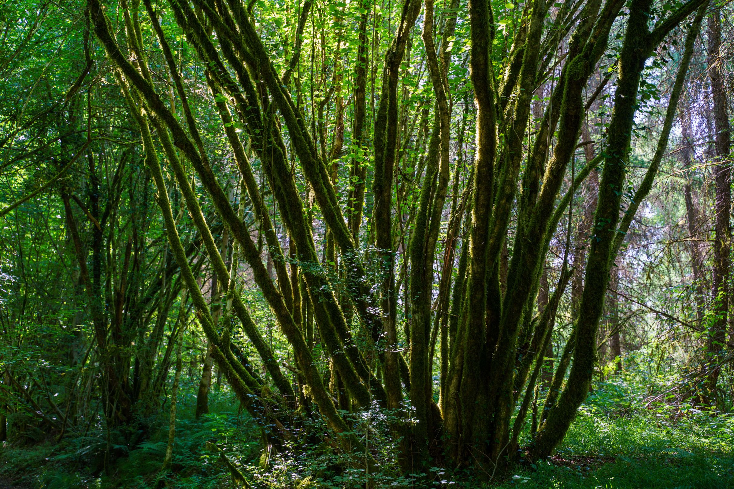 La forêt de Ligoure — Forests & Nature Parks à Haute-Vienne