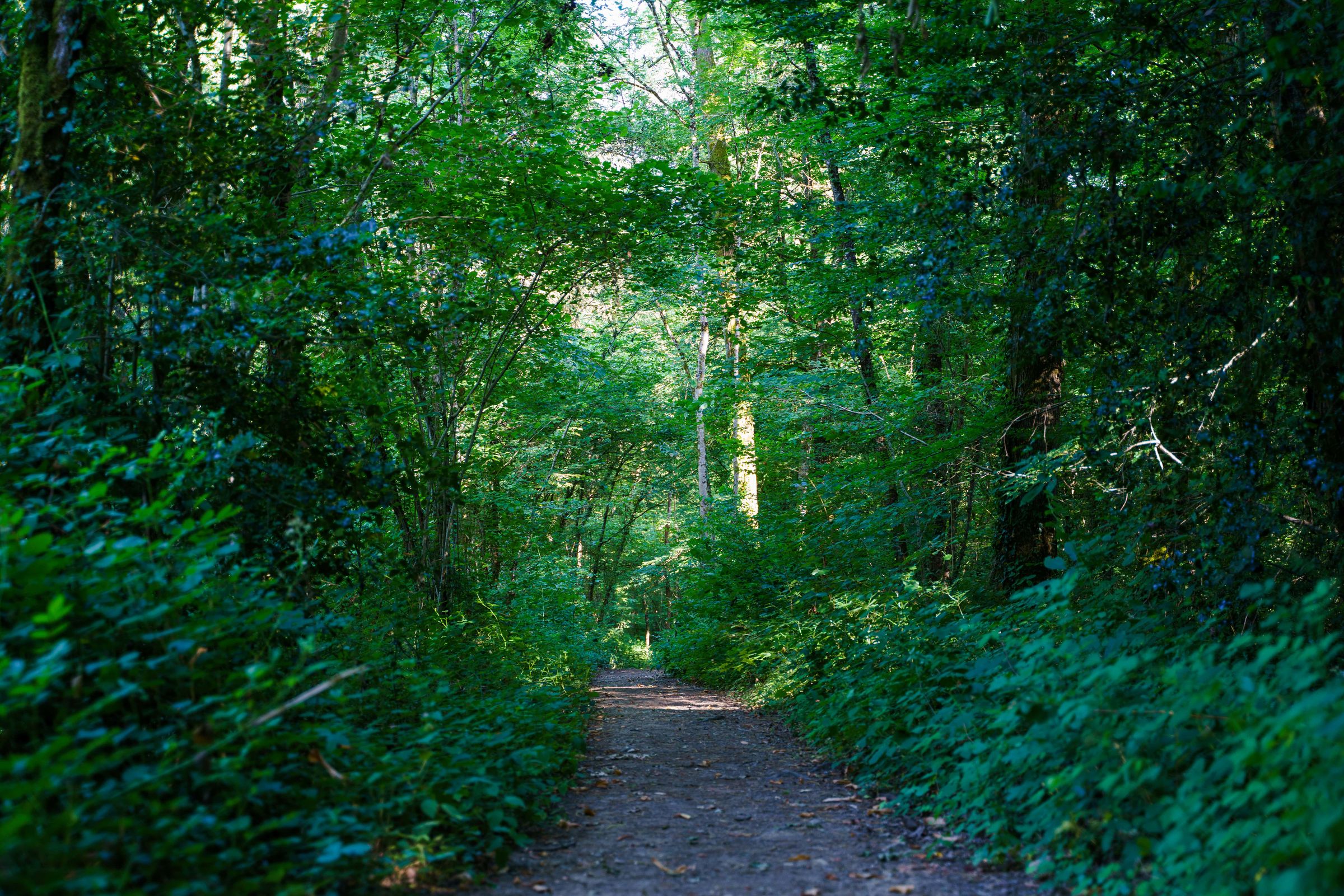 La forêt de Ligoure, Saint-Jean-Ligoure - photo 2