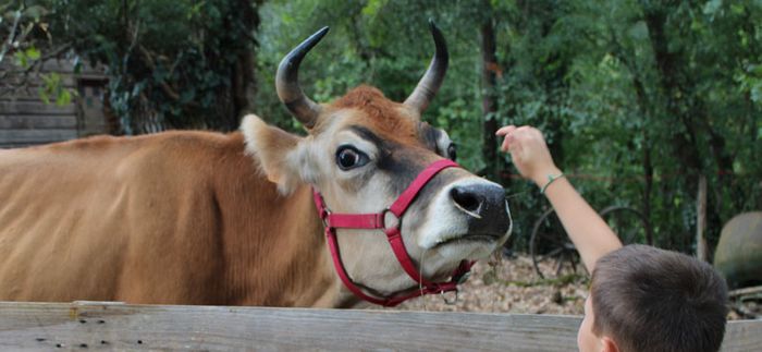Journée immersive en famille : La ferme d'antan