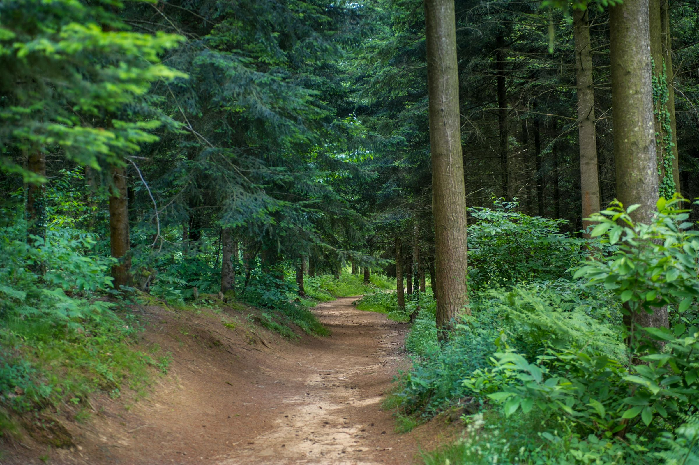 La forêt départementale des Vaseix - photo 2