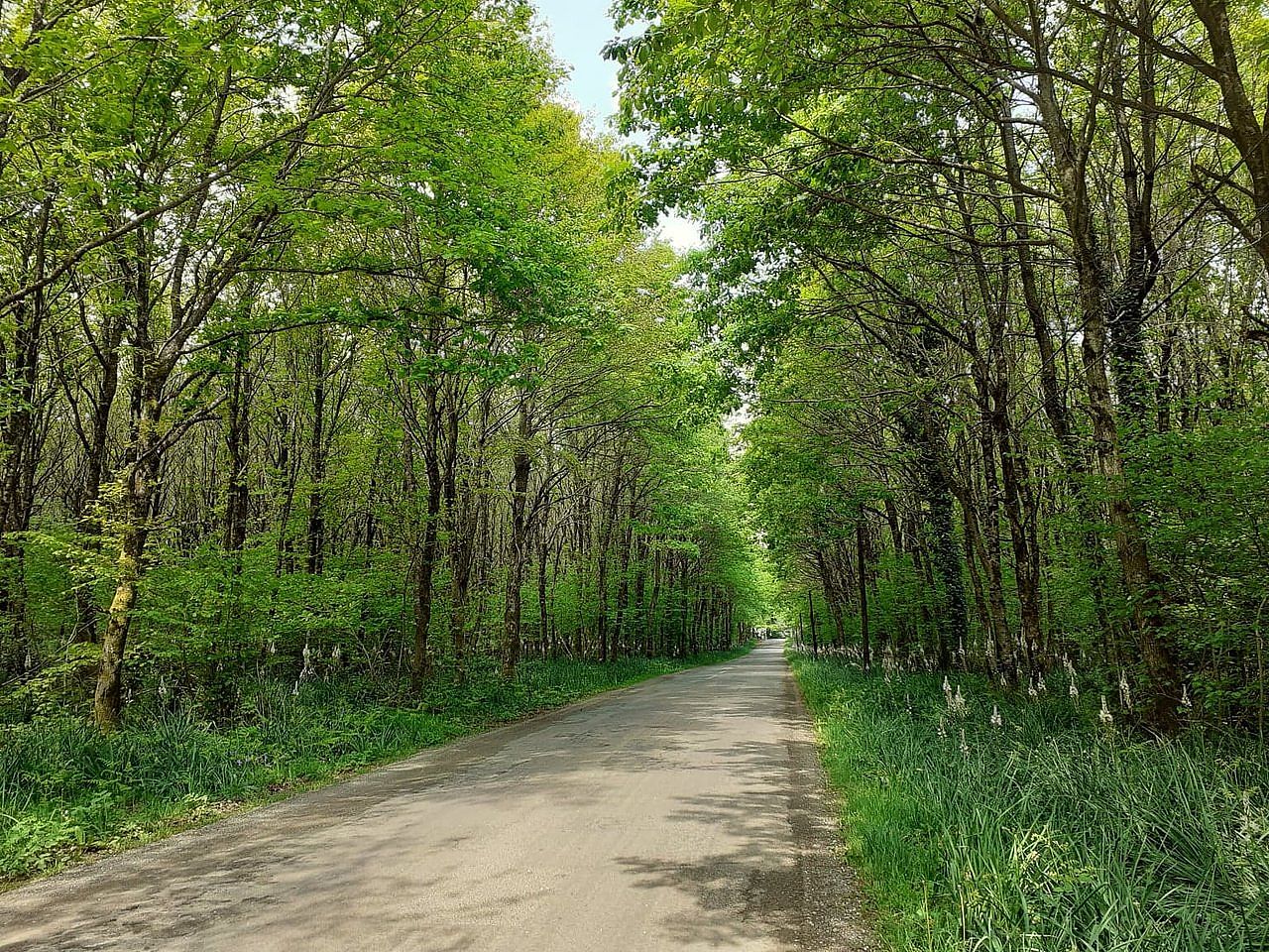 Forêt domaniale de Secondigny, Secondigny - photo 2