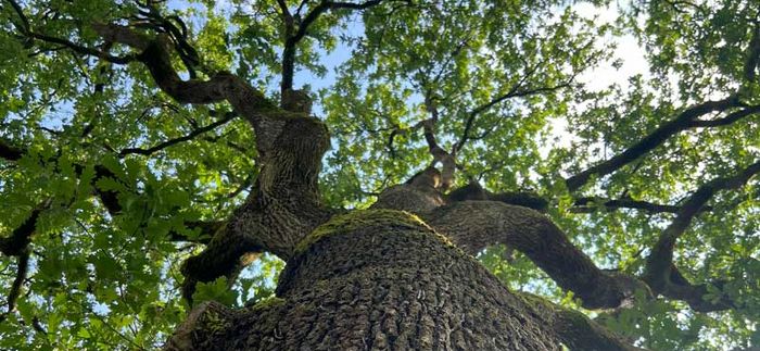 Animation nature en famille : Les murmures du vieux chêne