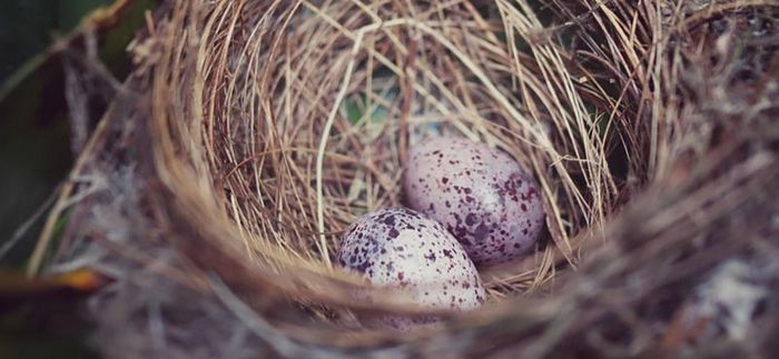 Animation nature en famille : Sacré oiseau
