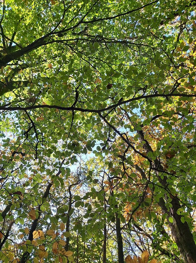 Forêt domaniale de Secondigny, Secondigny - photo 4