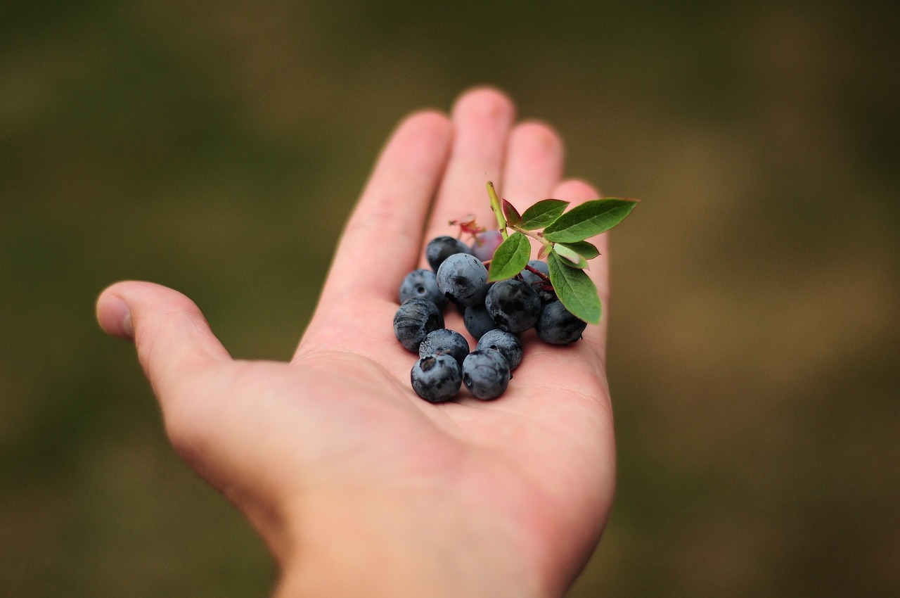 Myrtilles et petits fruits - Callens Bertrand