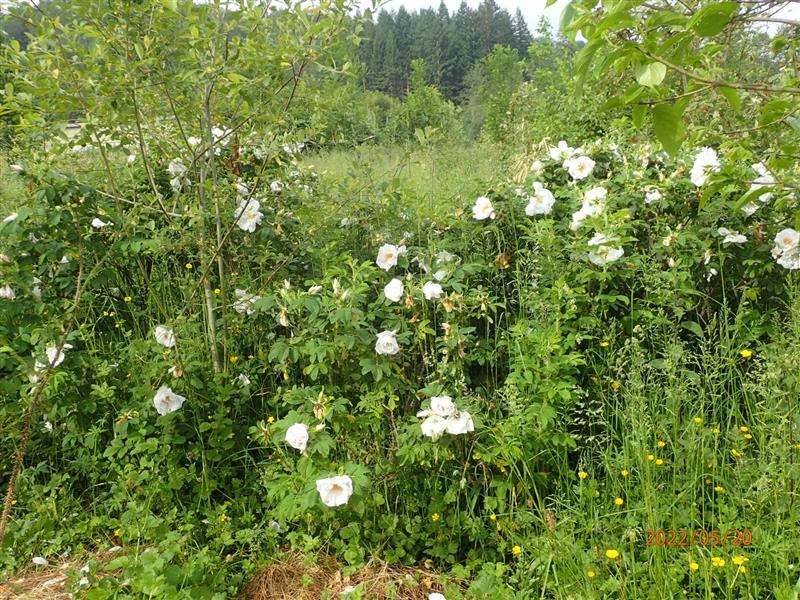 Les cueillettes de Claire