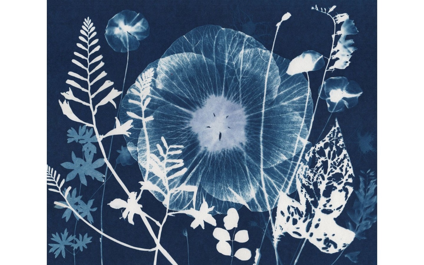 Atelier parent/enfant photographie Cyanotype — visuel événement