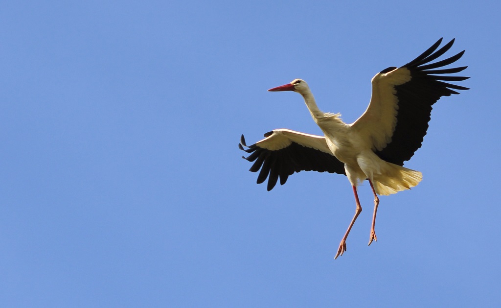 Les barthes de l'Adour - photo 5
