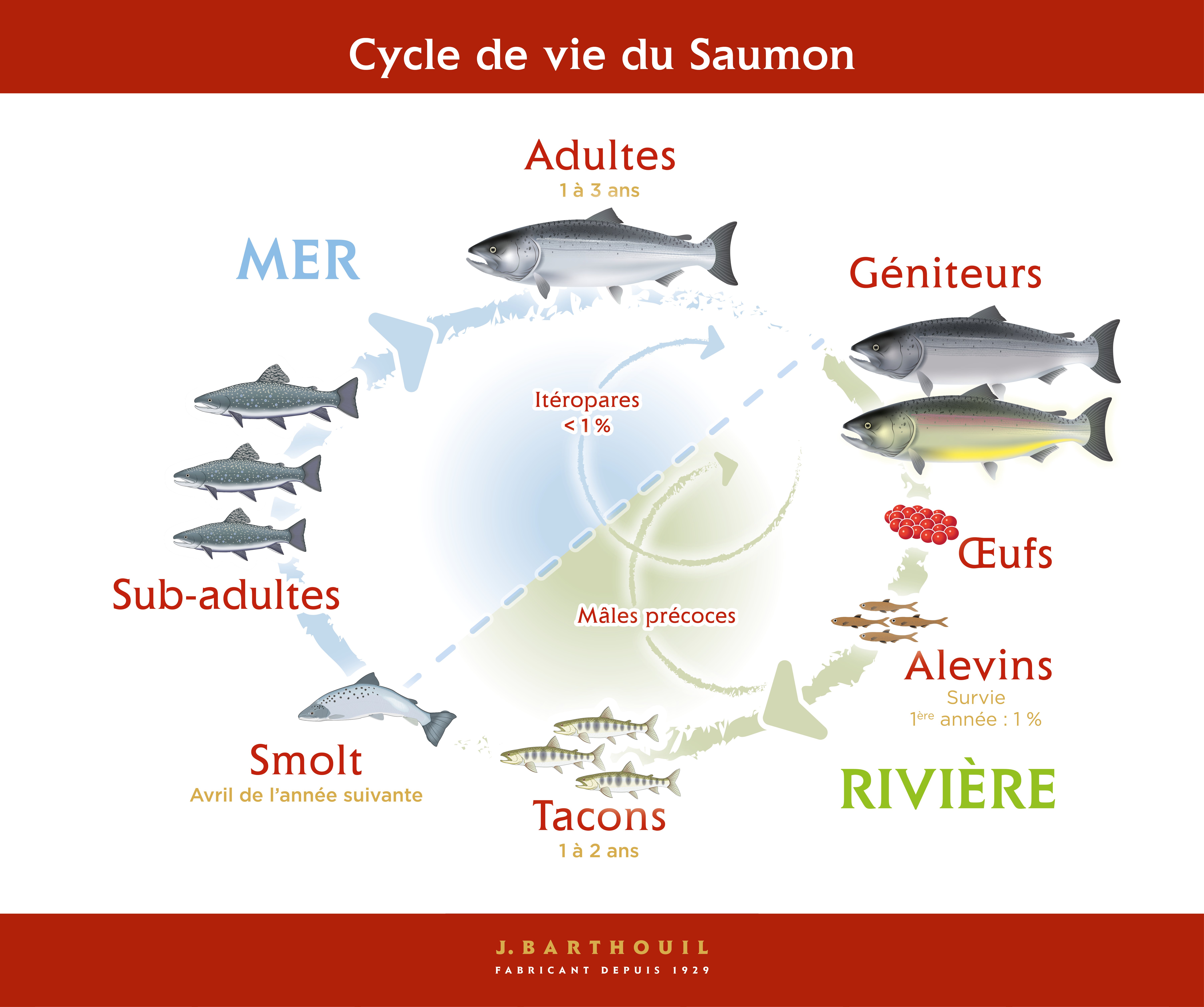 La Maison du Saumon, Peyrehorade