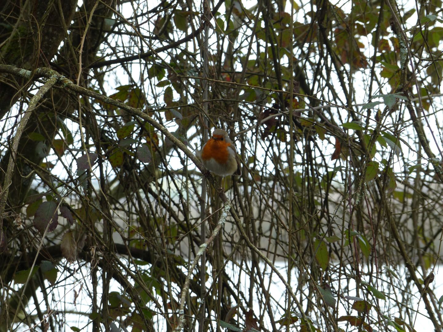 Lac d'Ayguelongue - photo 2