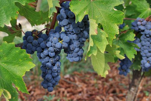 Le gîte Les Vignes de Michelet, Buzet-sur-Baïse - photo 9