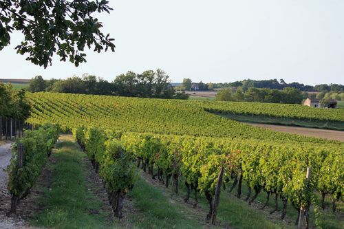 Le gîte Les Vignes de Michelet - photo 4