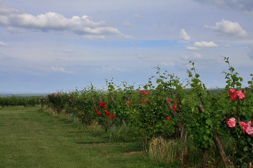 Le gîte Les Vignes de Michelet, Buzet-sur-Baïse - photo 7