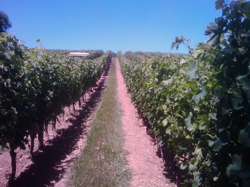 Le gîte Les Vignes de Michelet - photo 2