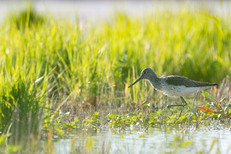 Découverte Ornithologique — visuel événement