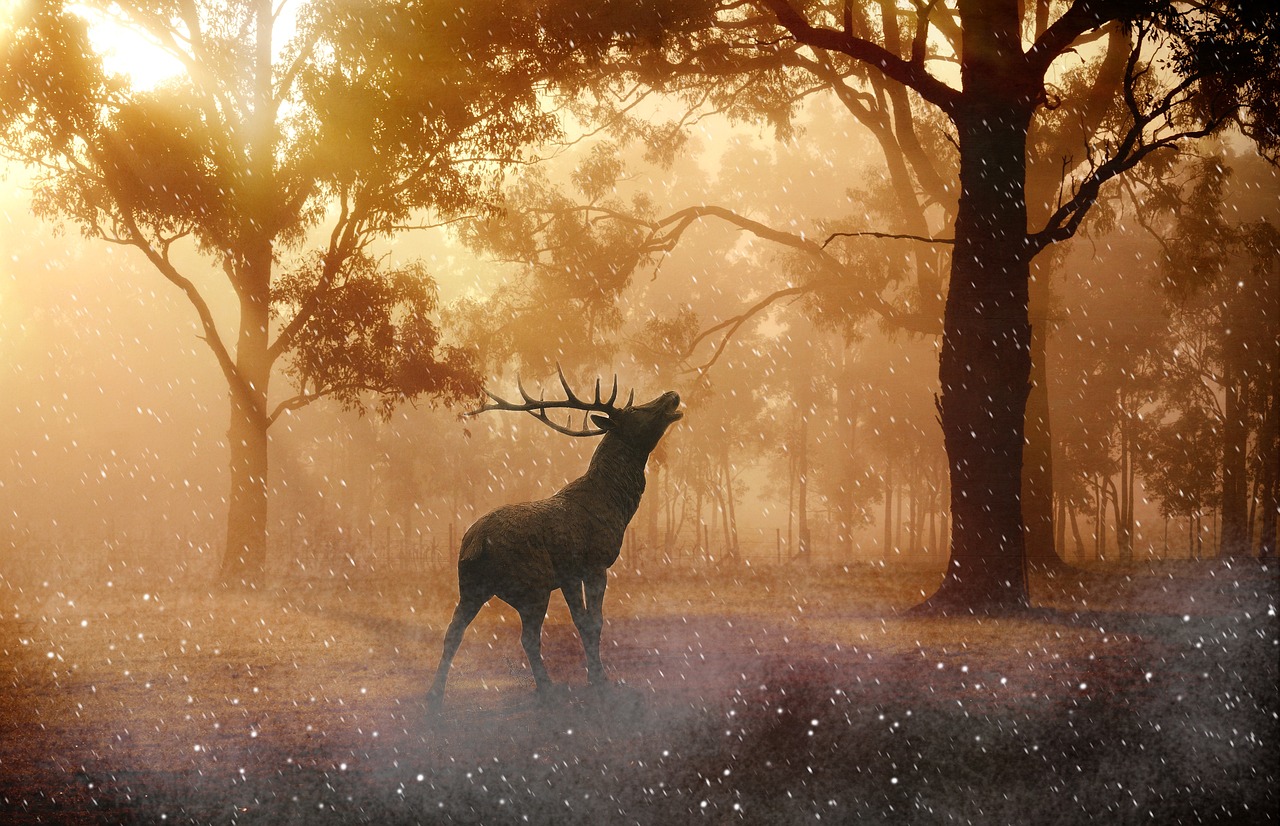 Soirée brame du cerf aux Eyzies