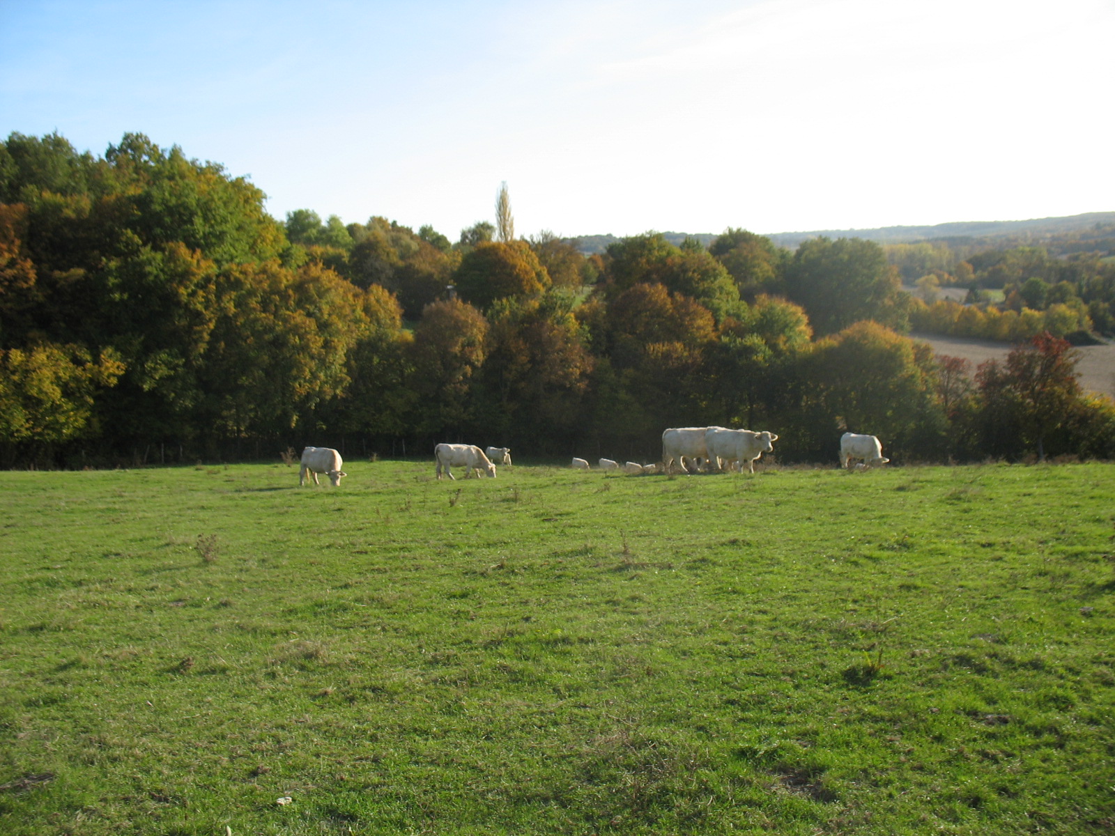 Des Bois de Chitré au Bois de la Foye