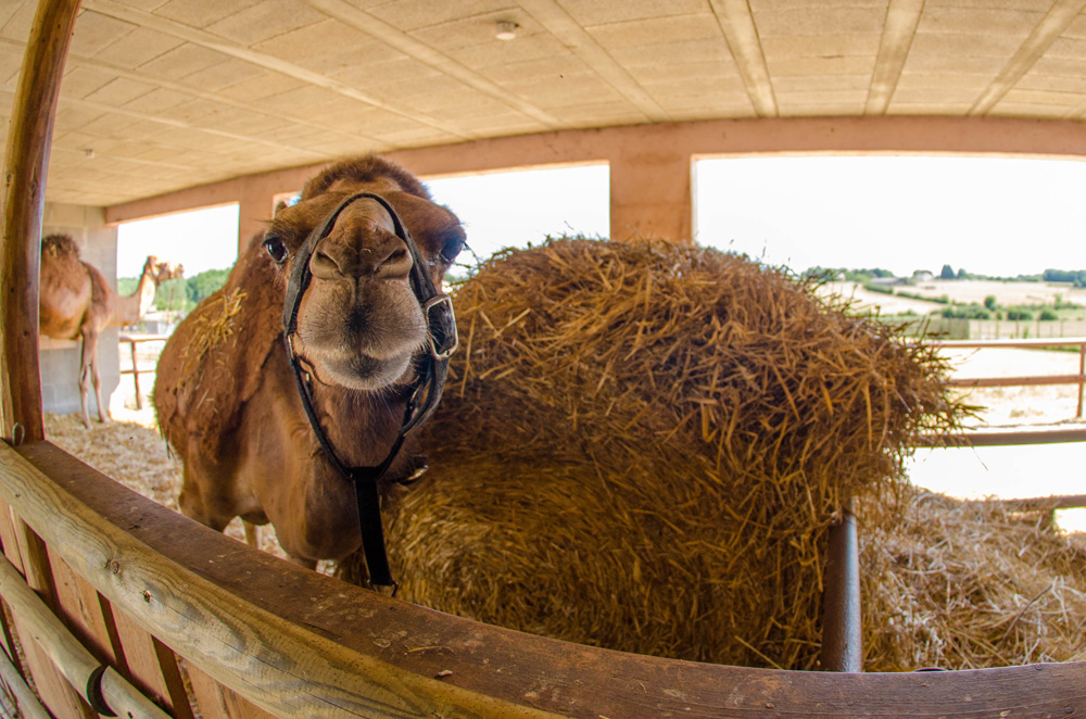 Domaine de Dienné, Dienné - photo 5