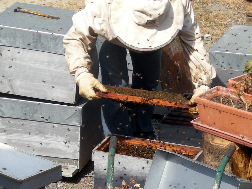 Apiculteur Hervé Villanneau