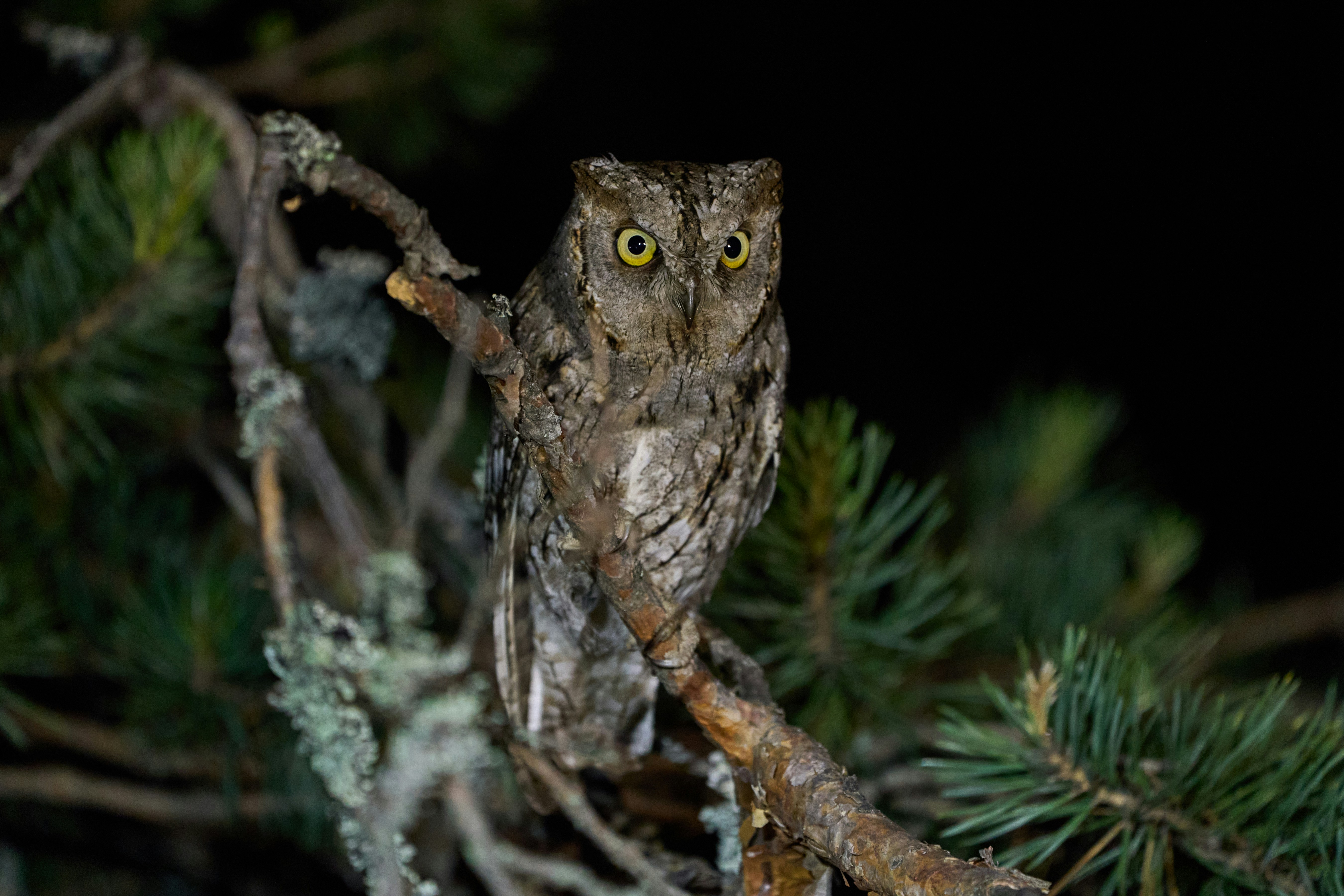 Hibou rando