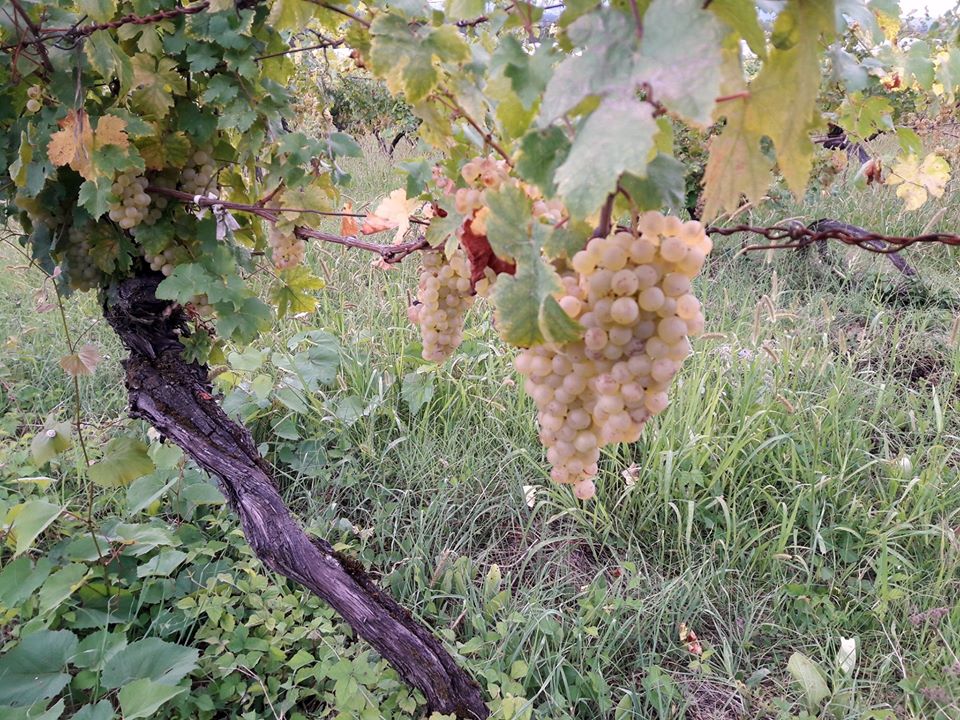 Domaine de Pichon - photo 4