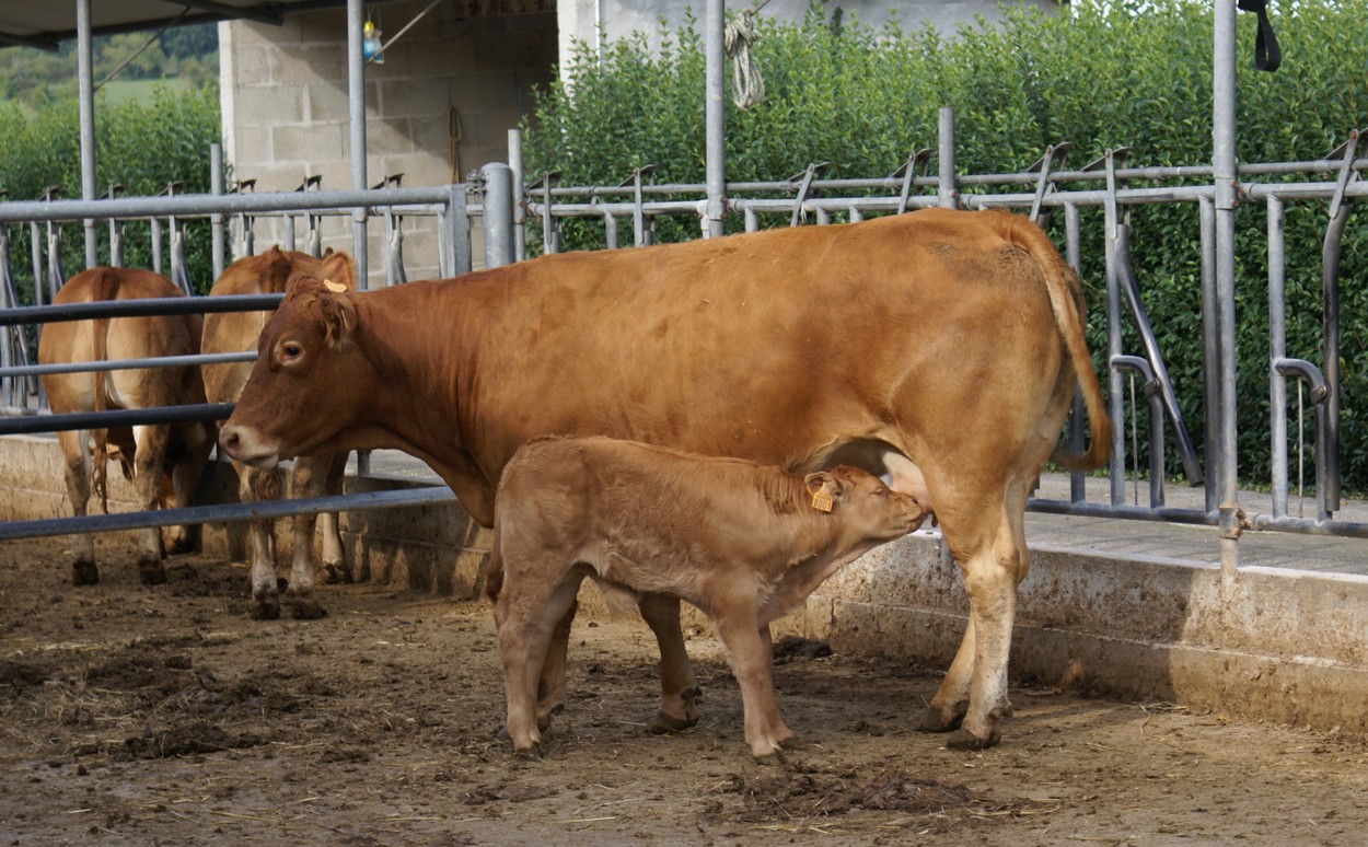 Ferme pédagogique du Domaine des Chaulnes, Grignols - photo 2