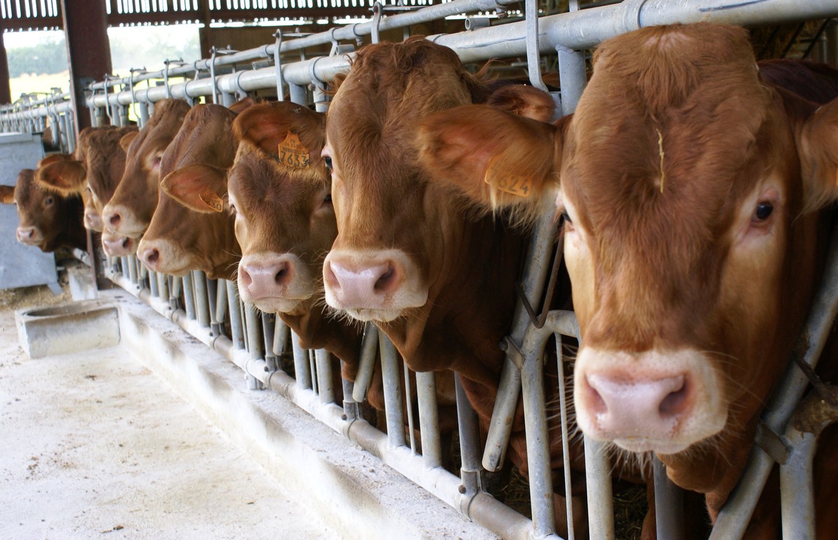 Ferme pédagogique du Domaine des Chaulnes, Grignols - photo 4