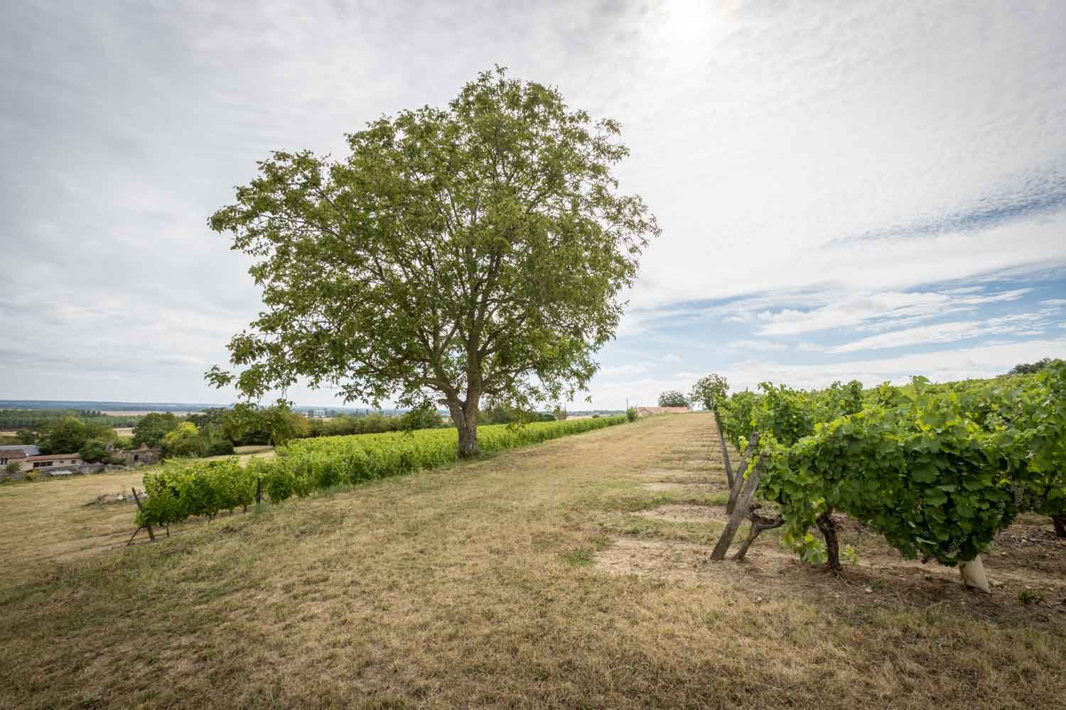 Domaine du Grand Clos