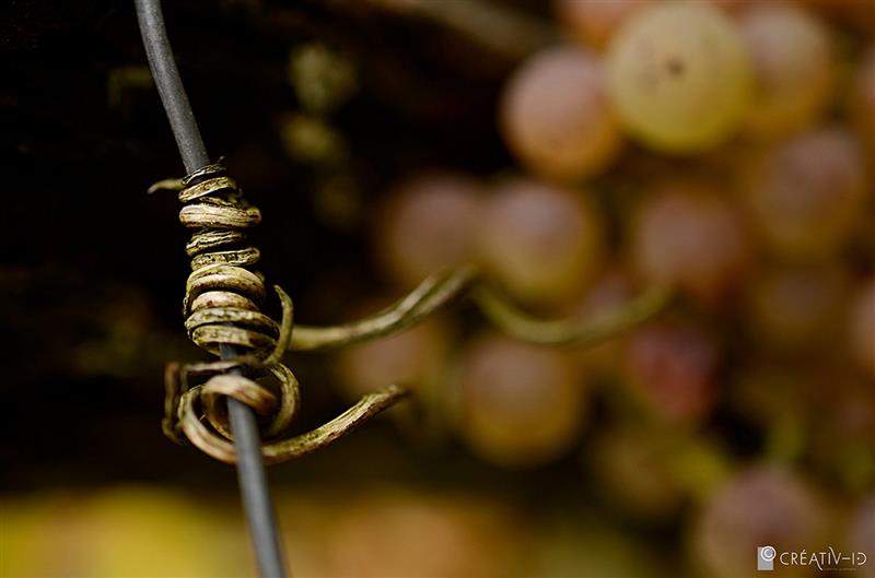 Domaine Latapy