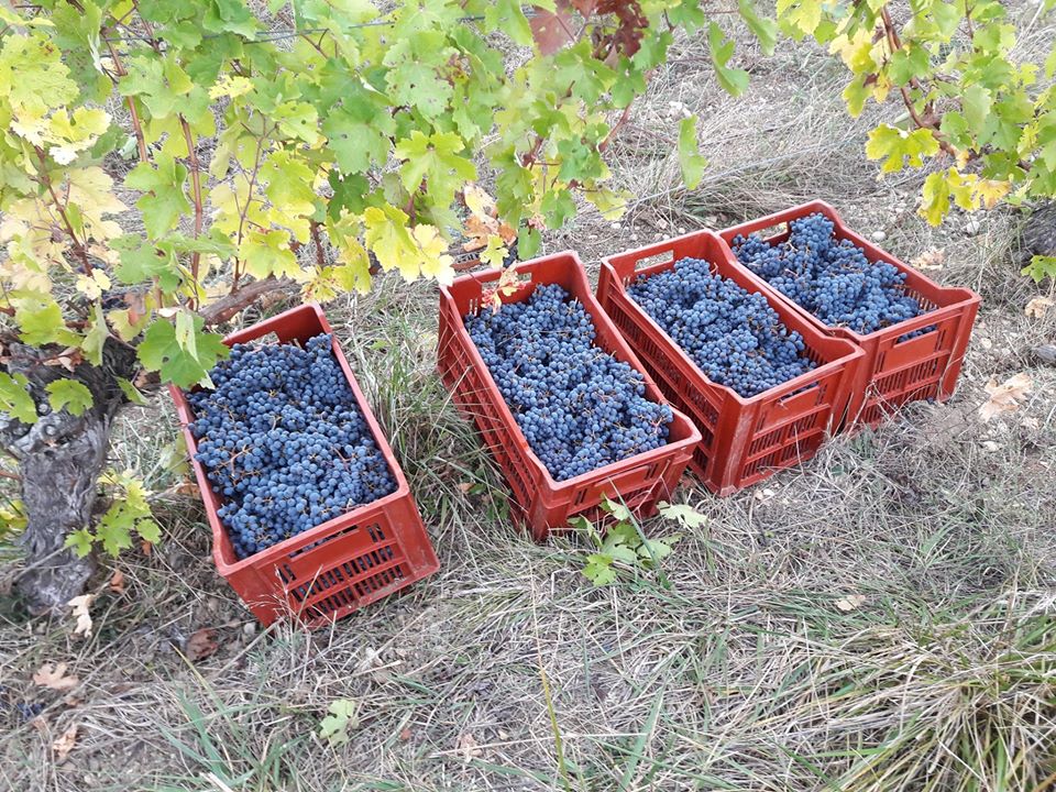 Domaine de Pichon - photo 3