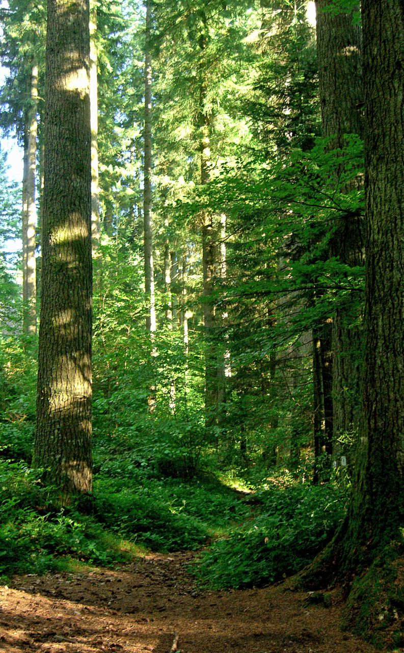 Douglaseraie des Farges - photo 2